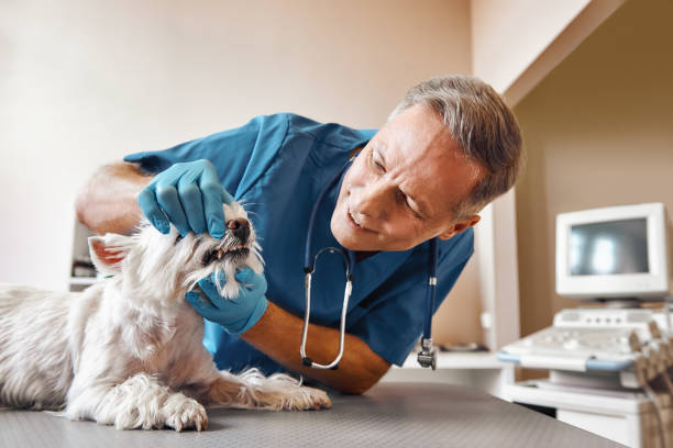 Best Knocked-Out Tooth (Avulsed Tooth) Treatment in Pittsboro, NC